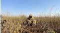 Маскировочный халат Taganrog Друид – купить по цене 3500 руб. в интернет-магазине в городе Екатеринбург картинка 17